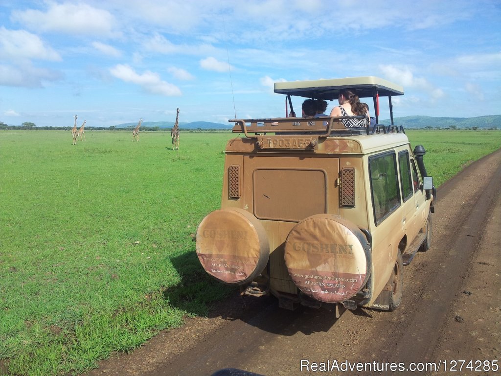 Serengeti Migration Safaris 2015 | 6 Days Serengeti Wildebeest Migration | Image #5/16 | 