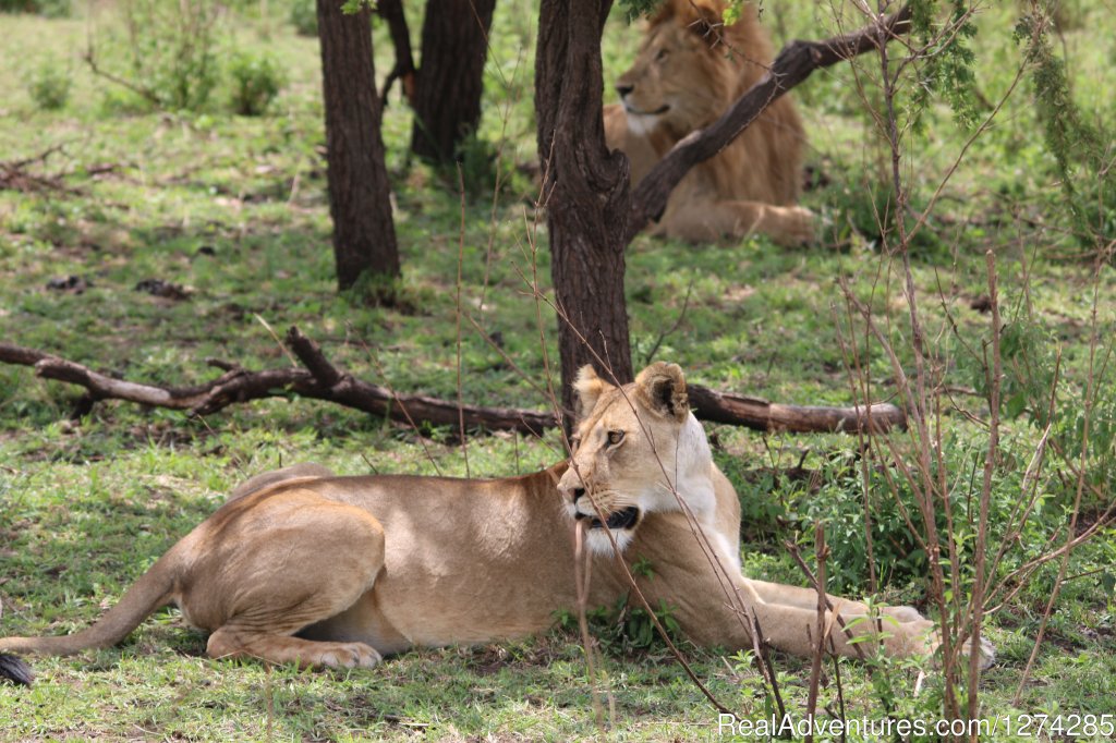 Serengeti Migration Safaris 2015 | 6 Days Serengeti Wildebeest Migration | Image #6/16 | 