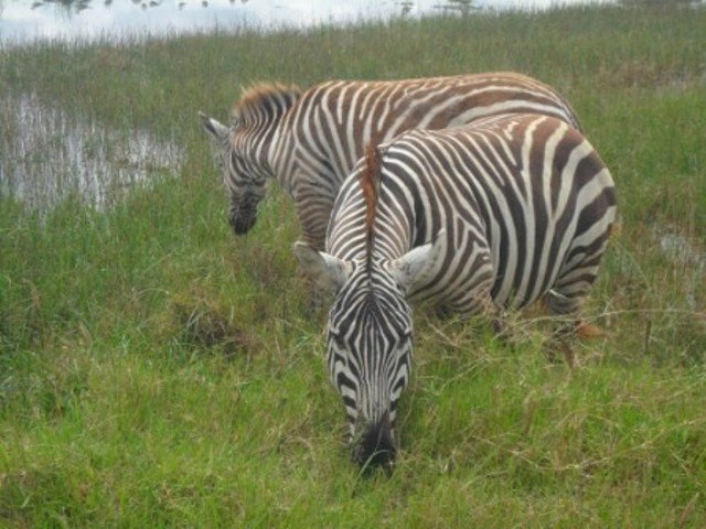 6 Days Amboseli & Masai Mara Fly In Safari | Image #3/3 | 