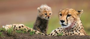 6 Days Amboseli & Masai Mara Fly In Safari | Nairobi, Kenya | Wildlife & Safari Tours