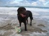 Dog Friendly Holiday Homes For Hire | Penzance, United Kingdom