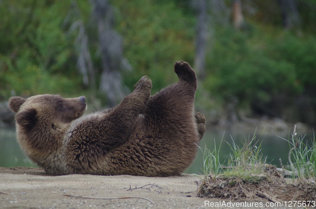 Cub playing | 6 Hour Bear Tour | Image #5/6 | 