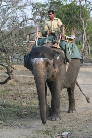 Corbett National Park