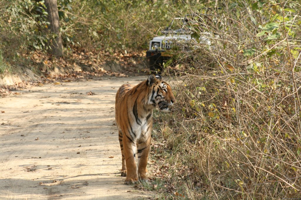 Tiger Tiger | Corbett National Park | Image #2/26 | 