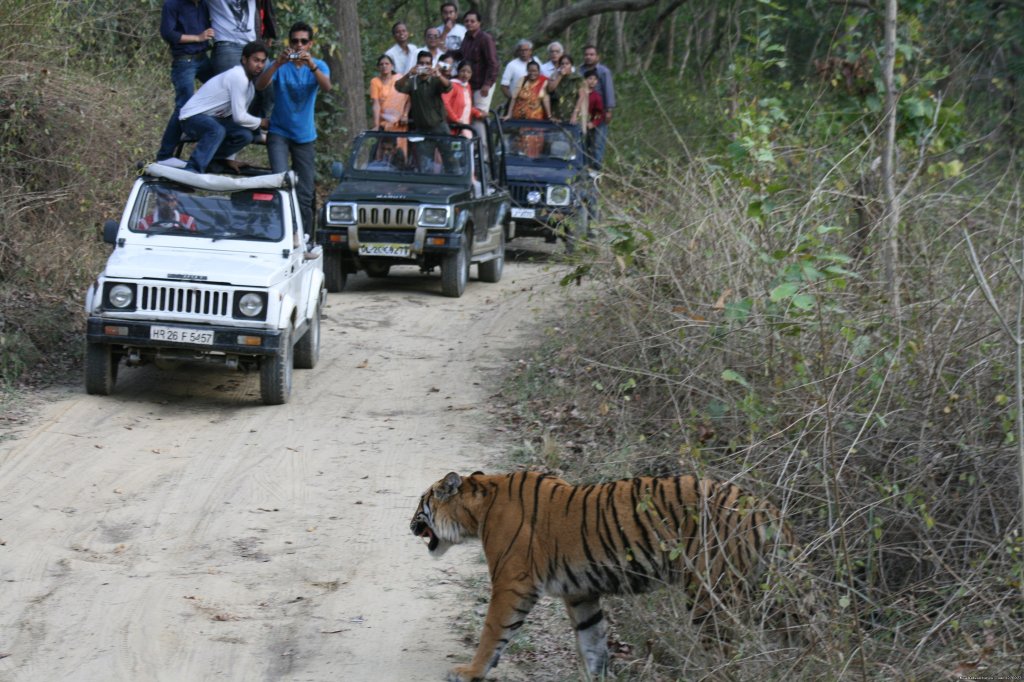 Jeep Safari In Corbett | Corbett National Park | Image #3/26 | 