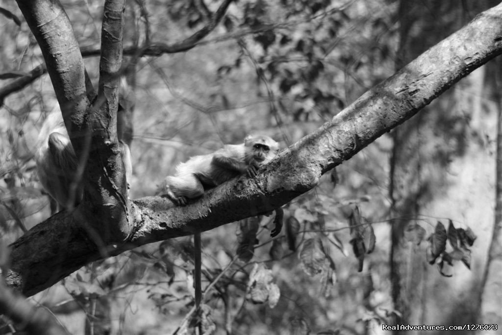 Corbett National Park | Image #4/26 | 