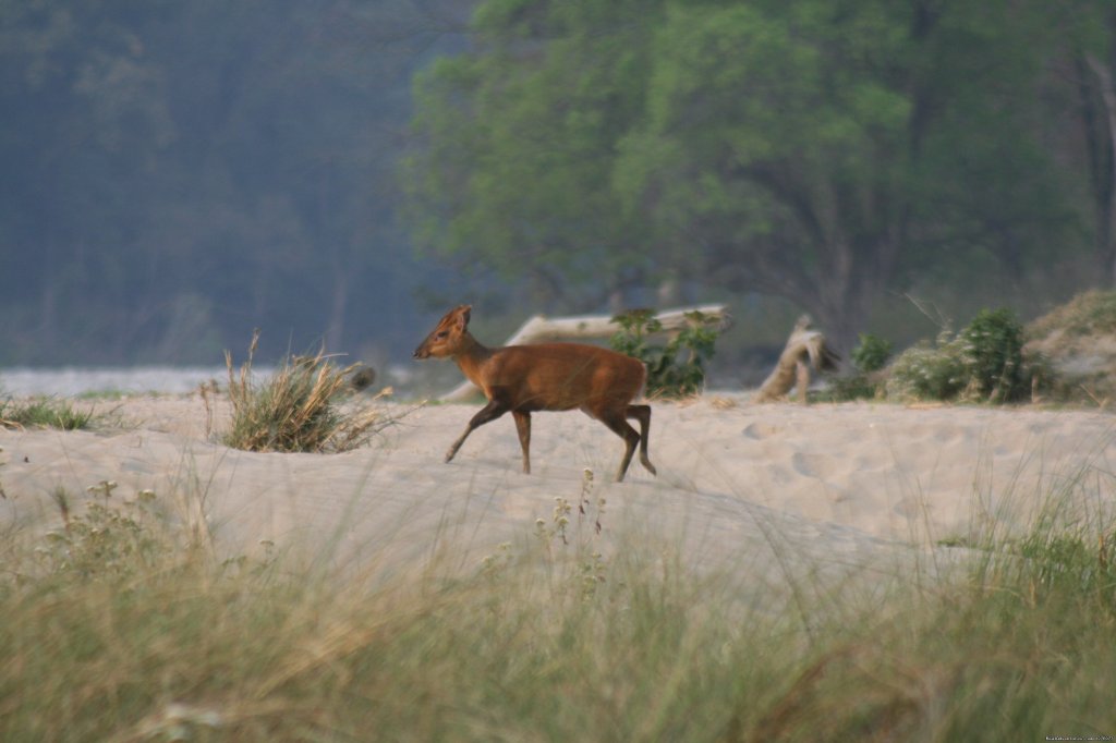 Corbett National Park | Image #12/26 | 