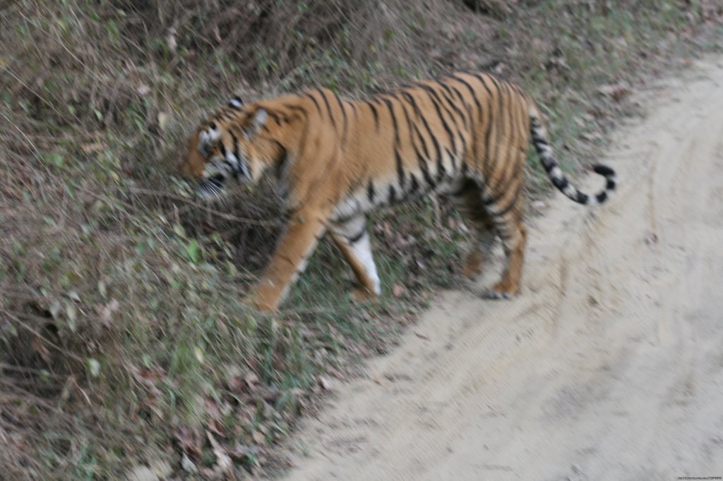 Corbett National Park | Image #13/26 | 