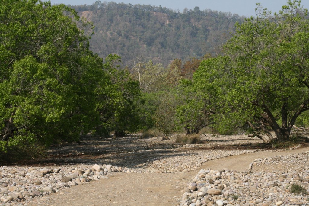 Corbett National Park | Image #14/26 | 