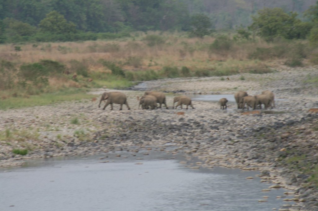 Corbett National Park | Image #16/26 | 