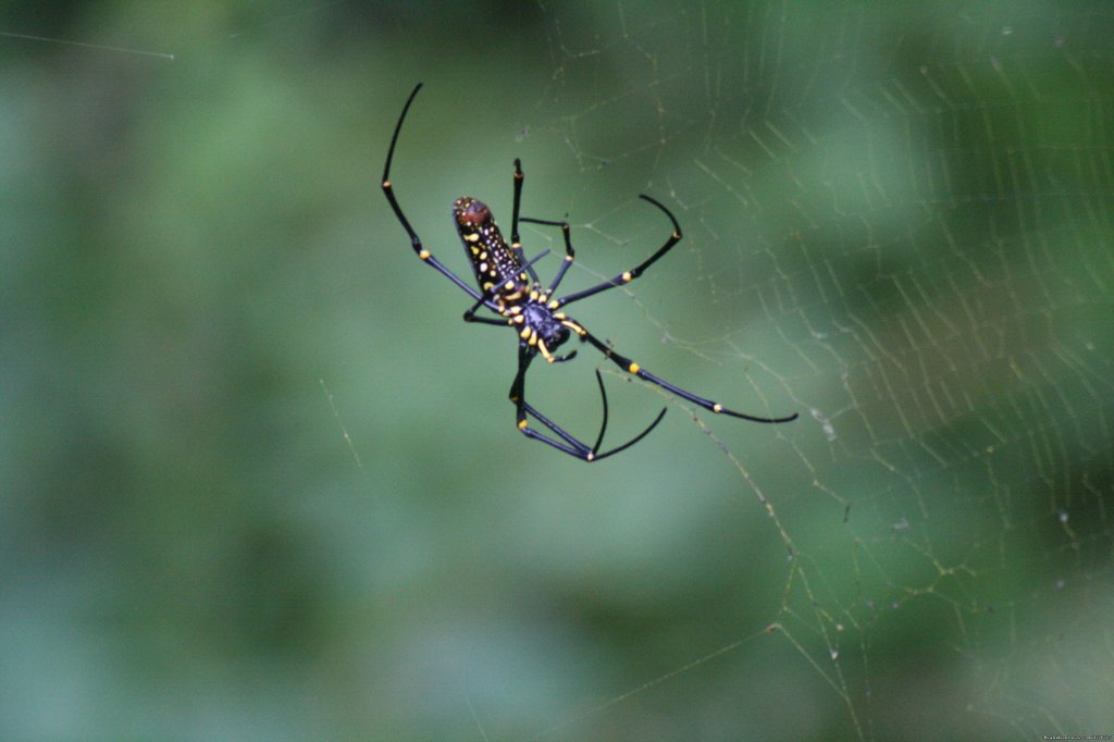 Corbett National Park | Image #18/26 | 