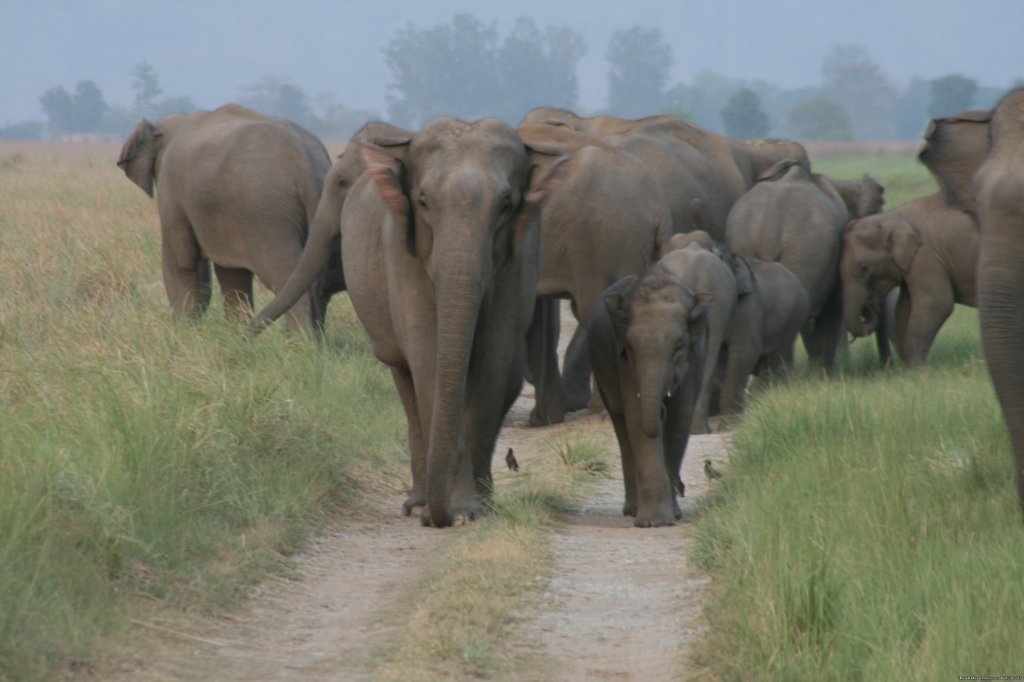 Corbett National Park | Image #19/26 | 