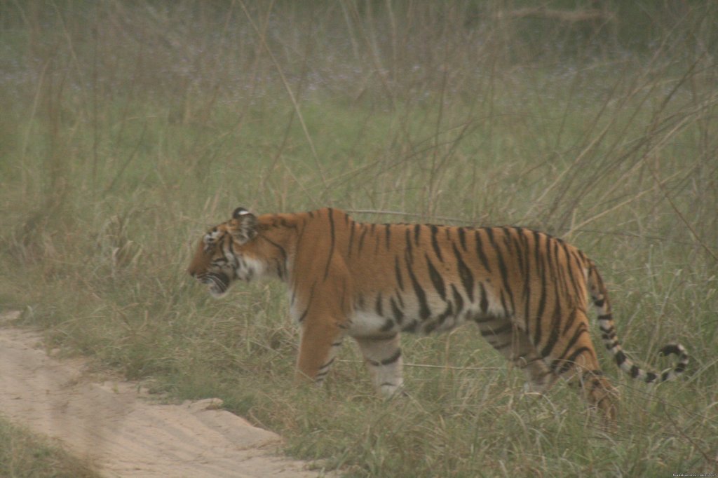 Corbett National Park | Image #21/26 | 