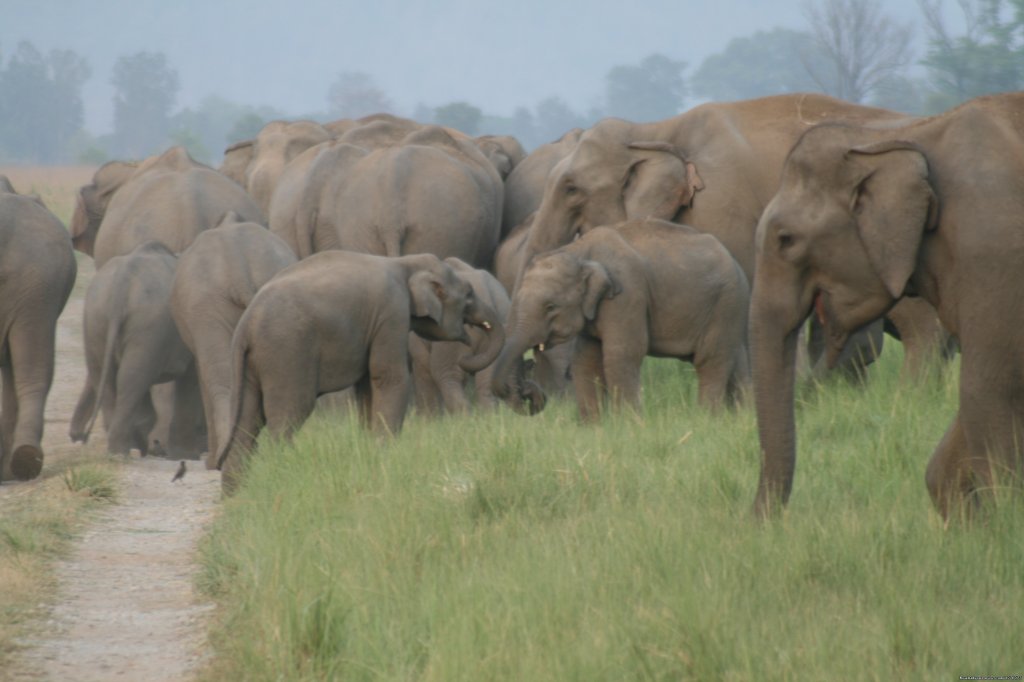 Corbett National Park | Image #22/26 | 