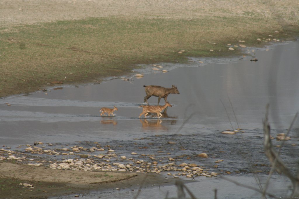 Corbett National Park | Image #23/26 | 