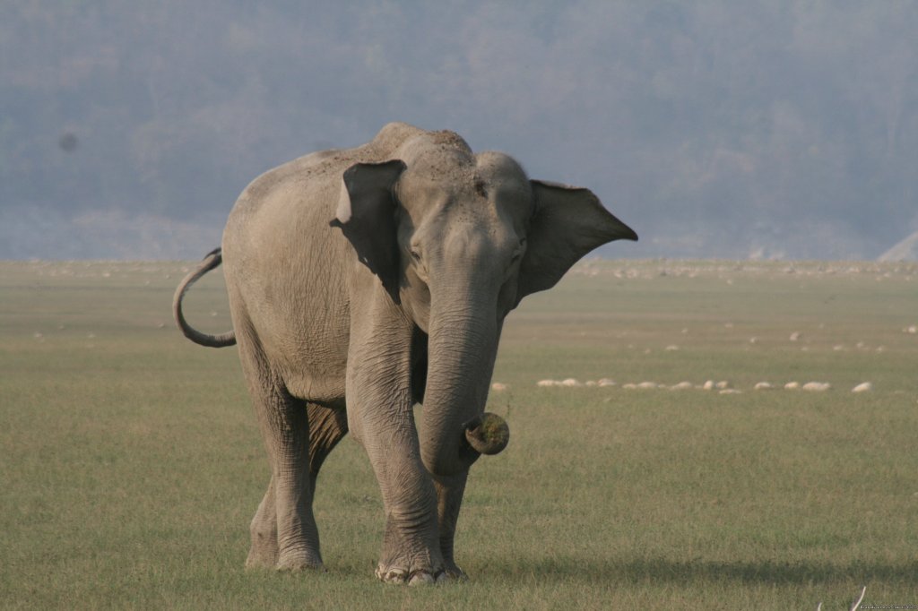 Corbett National Park | Image #24/26 | 