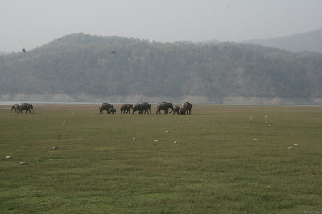 Corbett National Park | Image #26/26 | 