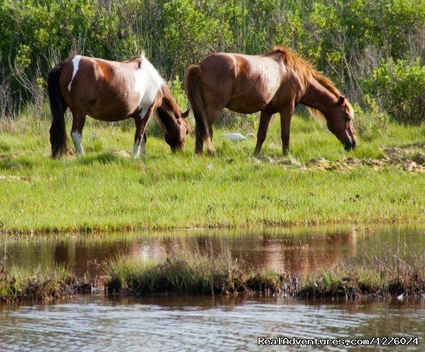 Hike and Explore Assateague Island | Savage, Maryland  | Hiking & Trekking | Image #1/1 | 