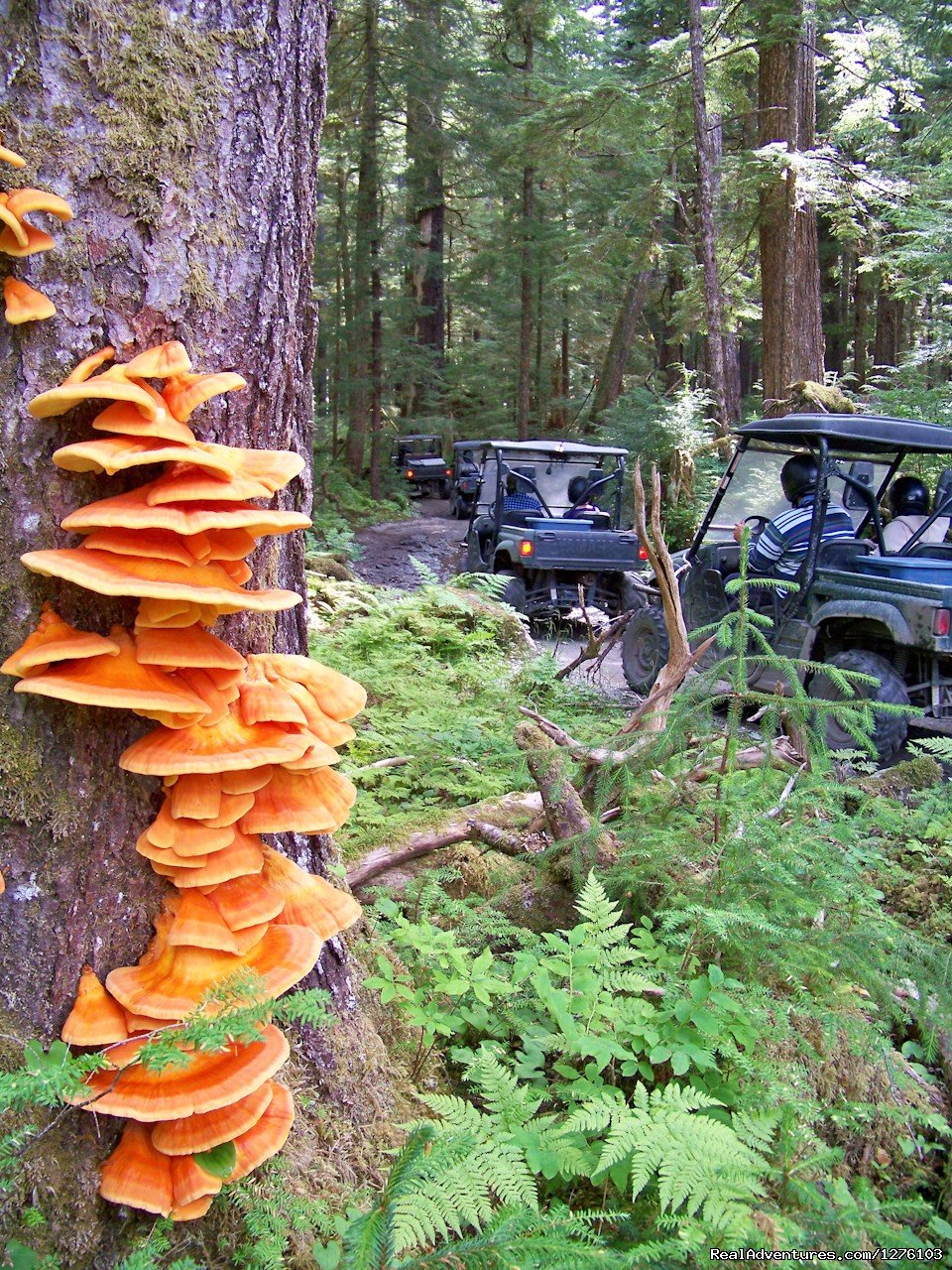 Riding Through the forest | Outdoor Recreation Excursions from Sitka Alaska | Sitka , Alaska  | ATV Riding & Jeep Tours | Image #1/6 | 