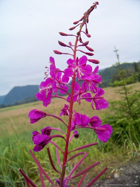 Fireweed