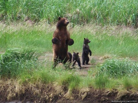 Momma and Cubs