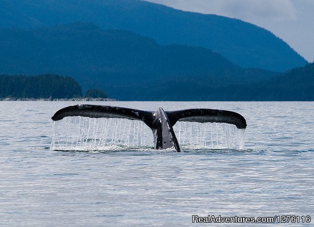 SUP Juneau with SURFit USA | Stand Up Paddleboard Adventure in Juneau, Alaska | Image #9/10 | 