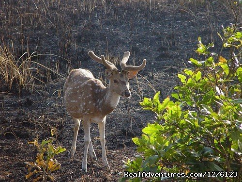 Jim Corbett National Park Tour | Image #2/7 | 