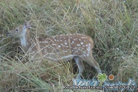 Jim Corbett National Park Tour | Image #4/7 | 