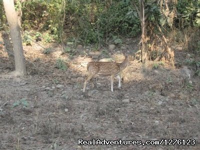 Jim Corbett National Park Tour | Image #6/7 | 