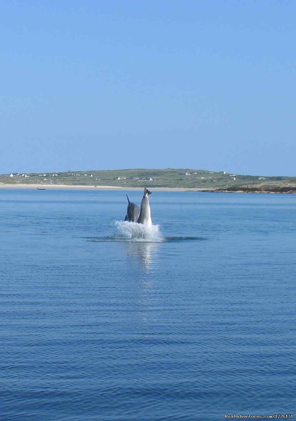 Clifden Campsite  Wild Atlantic Way | Clifden Eco Beach Camping & Caravanning Park | Image #5/24 | 