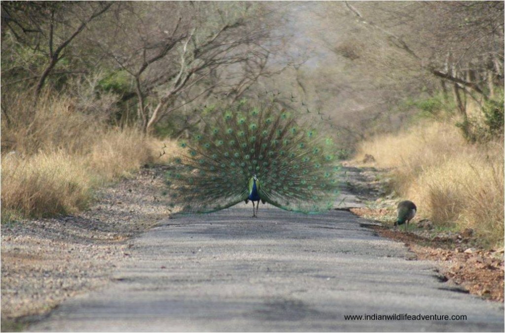 Sariska National Park | Image #26/26 | 