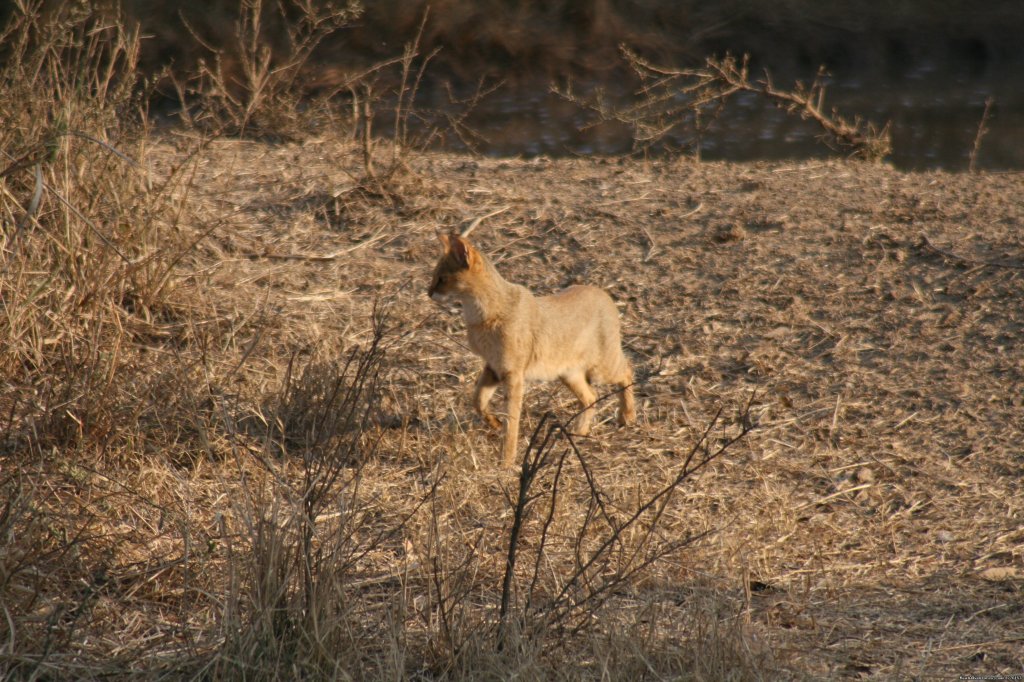 Jungle Cat | Sariska National Park | Image #3/26 | 