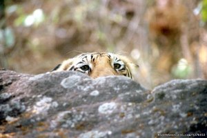 Sariska National Park