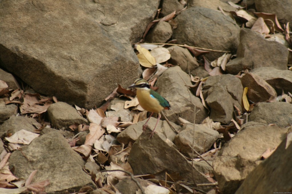 Indian Pittah | Sariska National Park | Image #6/26 | 