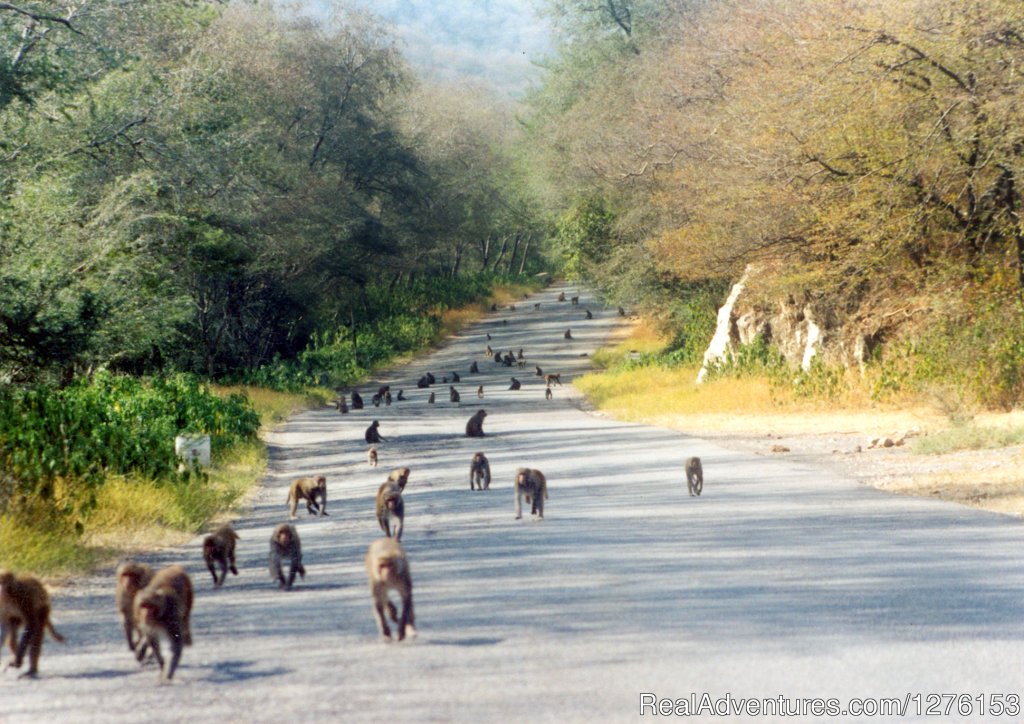 Sariska National Park | Image #11/26 | 