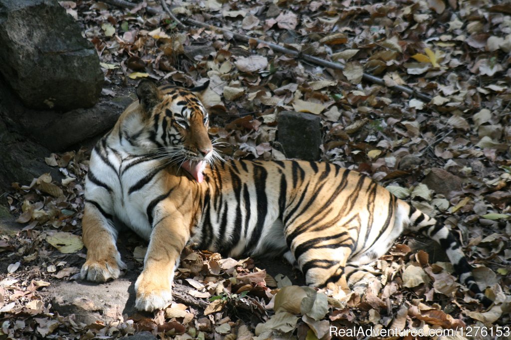 Sariska National Park | Image #10/26 | 