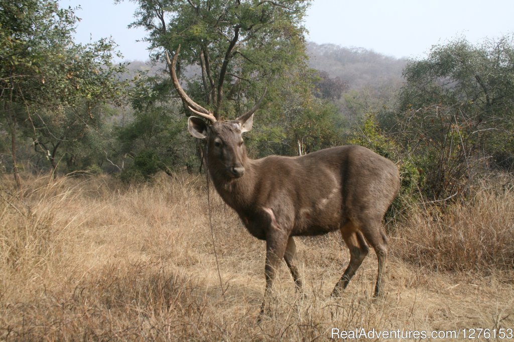 Sariska National Park | Image #12/26 | 