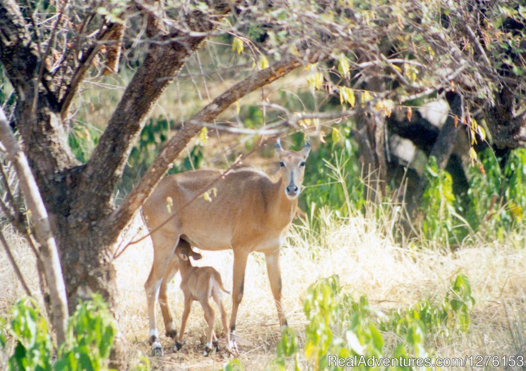 Sariska National Park | Image #13/26 | 