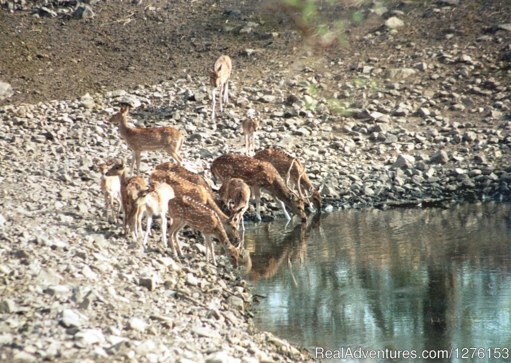 Sariska National Park | Image #14/26 | 