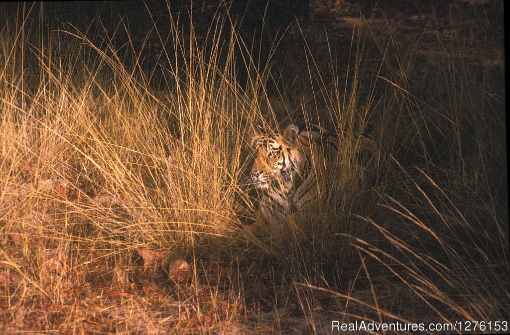 Sariska National Park | Image #16/26 | 