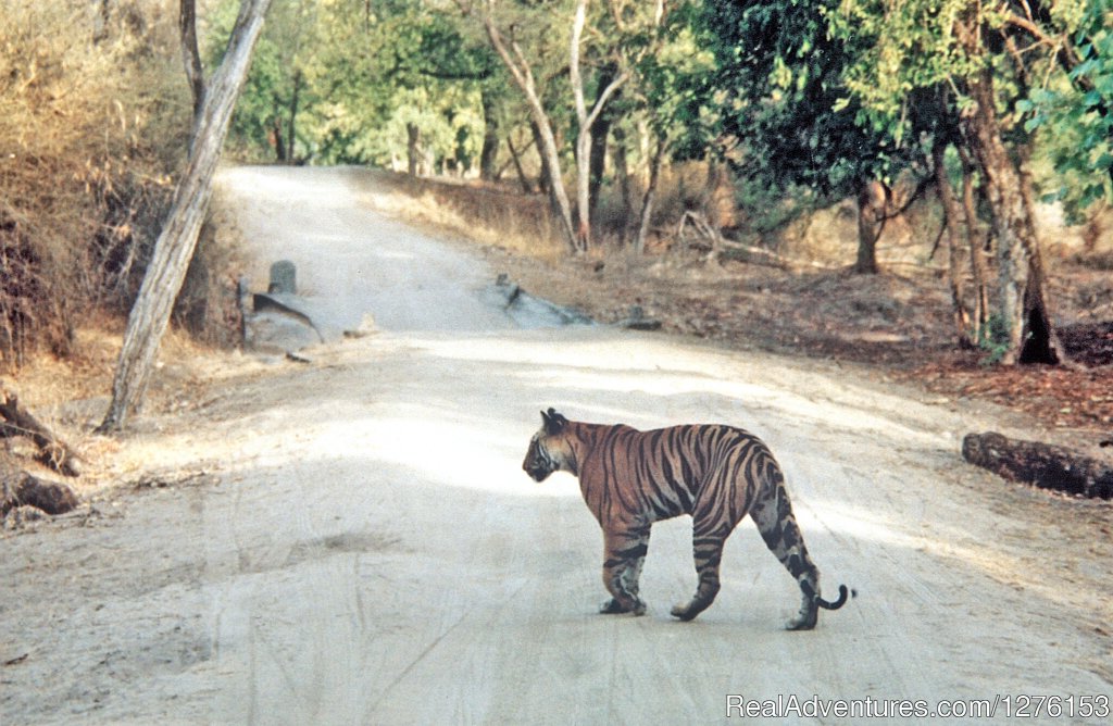 Sariska National Park | Image #17/26 | 