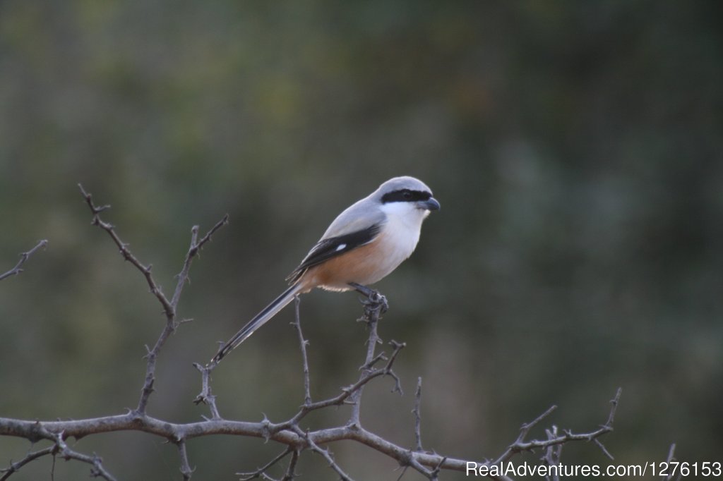 Sariska National Park | Image #21/26 | 