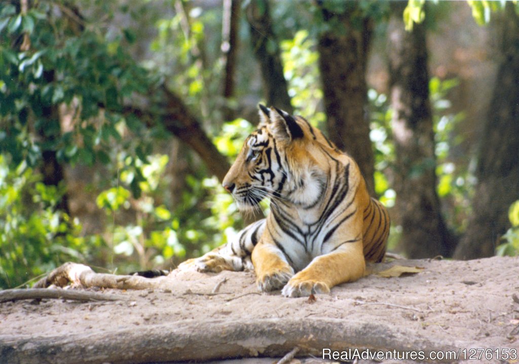 Sariska National Park | Image #23/26 | 