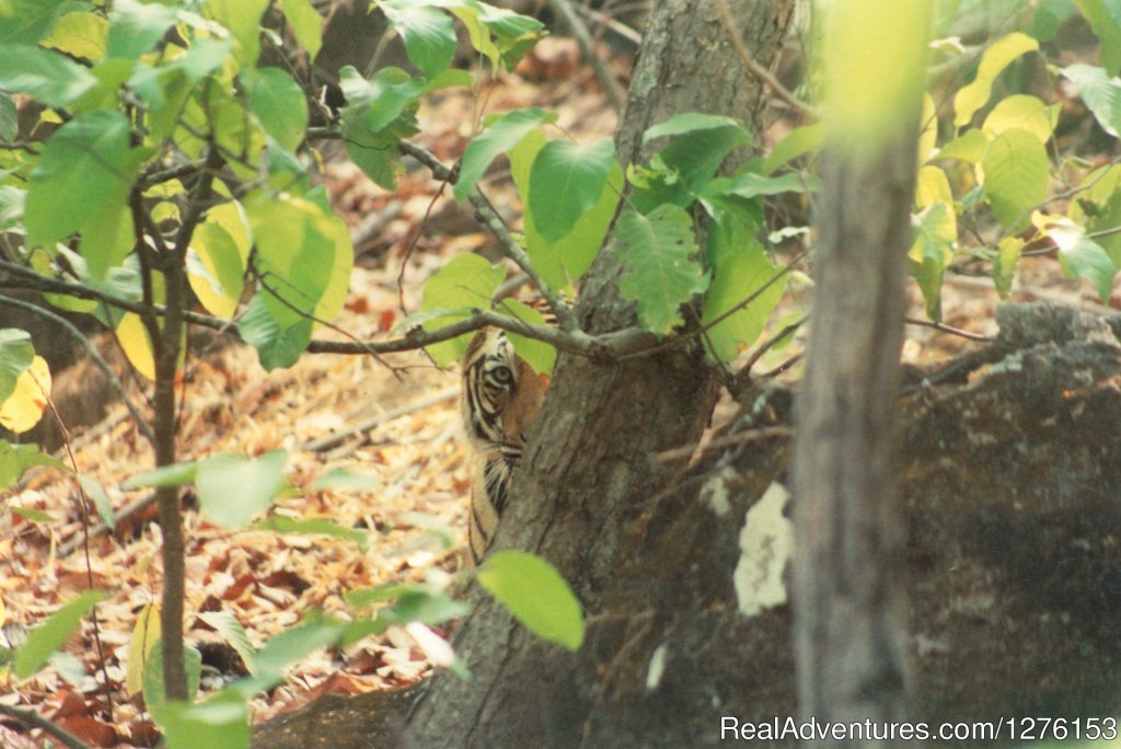 Sariska National Park | Image #24/26 | 