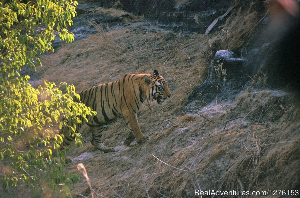 Sariska National Park | Image #25/26 | 