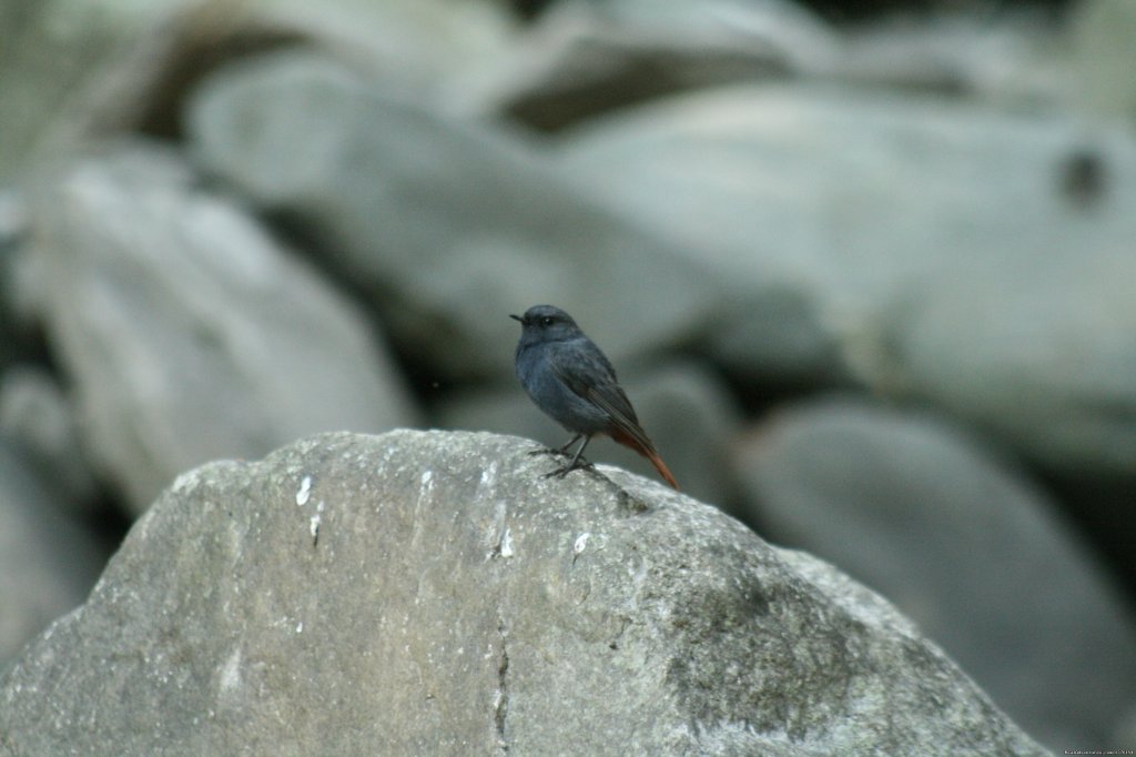 Birds Of Himalayas | Trekking In The Himalayas : The Roopkund Trek | Image #14/26 | 