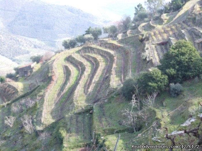 Socalcos Douro | Douro Vineyards Hike 8D | Image #6/16 | 