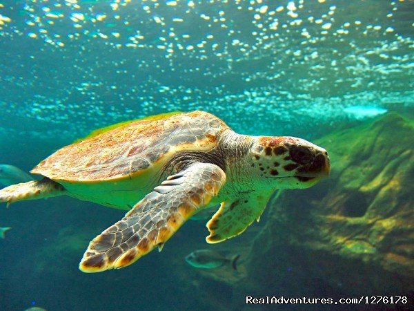 Caretta Caretta Turtles | Private Blue Cruises in Turkey Greece Croatia | Image #19/26 | 