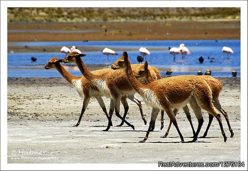 Vicu?as | Colca Canyon trek Arequipa -Per? | Image #20/20 | 