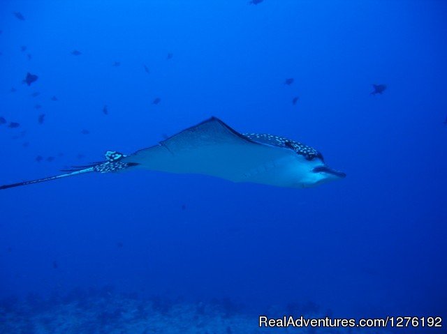 Manta Ray | MV Carina Liveaboard Maldives | Image #6/11 | 